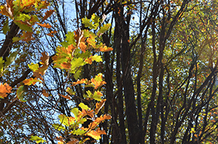 Der Herbst hat mehr Fans als gedacht!