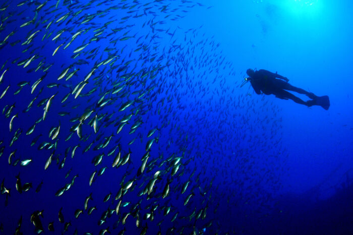 "Underwater Beats" im Planetarium: Eine Reise durch die Unterwasserwelt