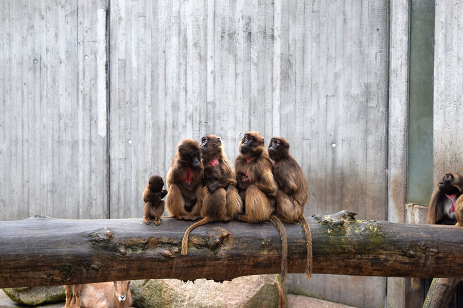 Blutbrustpaviane in der Wilhelma Stuttgart (Foto: STUGGI.TV)