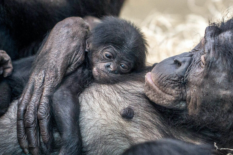 Bonobo-Mama Bikita mit ihrem Neugeborenen. In der ersten Zeit schlafen die kleinen Äffchen noch viel. (Foto: Wolfgang Mehnert)
