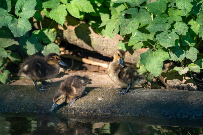 Mit etwas Glück sind die kleinen Fuchslöffelenten schon beim Baden zu beobachten. (Foto: Wilhelma Stuttgart)