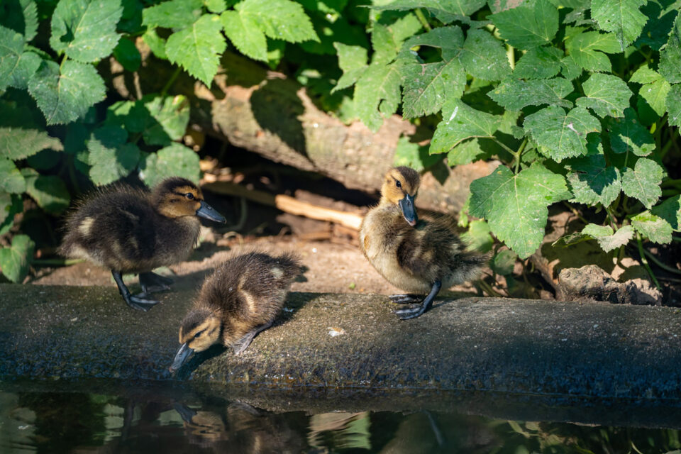 Mit etwas Glück sind die kleinen Fuchslöffelenten schon beim Baden zu beobachten. (Foto: Wilhelma Stuttgart)