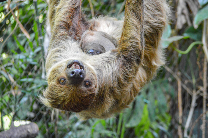 Fotogalerie: Wilhelma freut sich über doppelten Nachwuchs bei den Zweifingerfaultieren