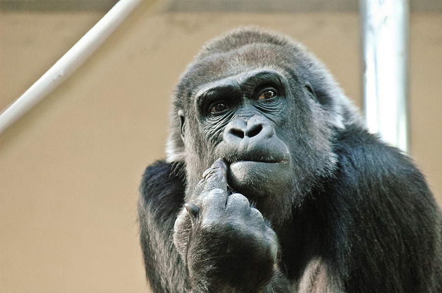 Gorilla in der Wilhelma. (Foto: Hermann Vollmer)
