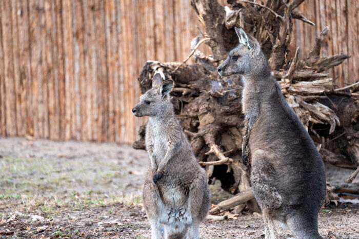 Zwei Tasmanische Graue Riesenkängurus sind neu in der Wilhelma