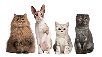 Warum ist euer Haustier das coolste überhaupt?