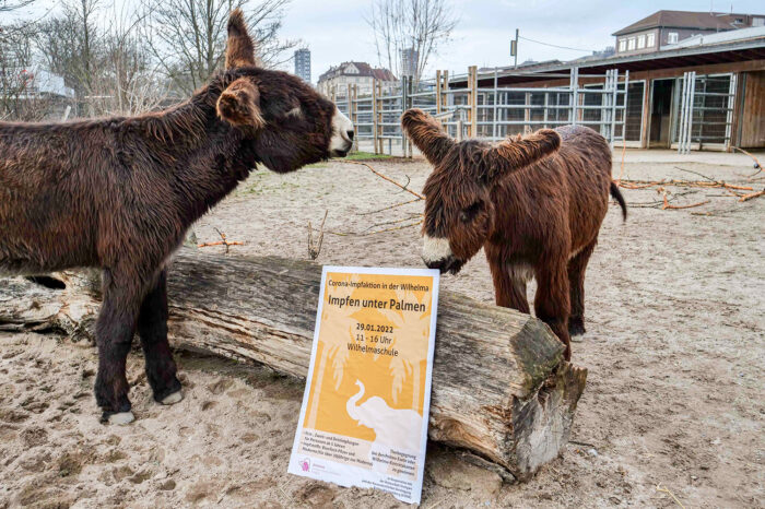 Impfen im Zoo: Wilhelma startet wieder "Impfen unter Palmen"