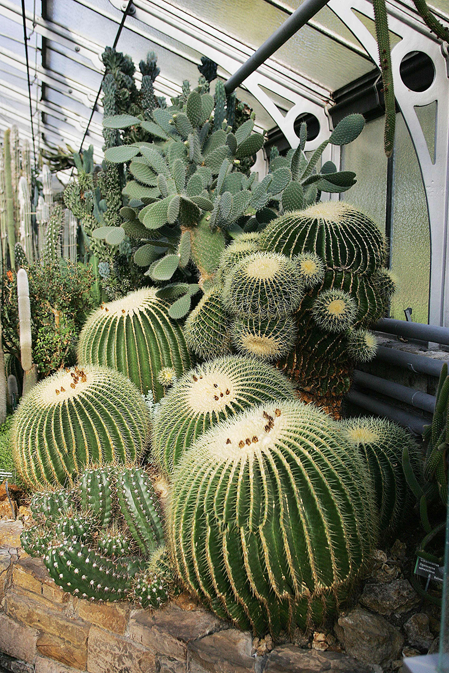 Kakteen in der Wilhelma. (Foto: Wilhelma Stuttgart)