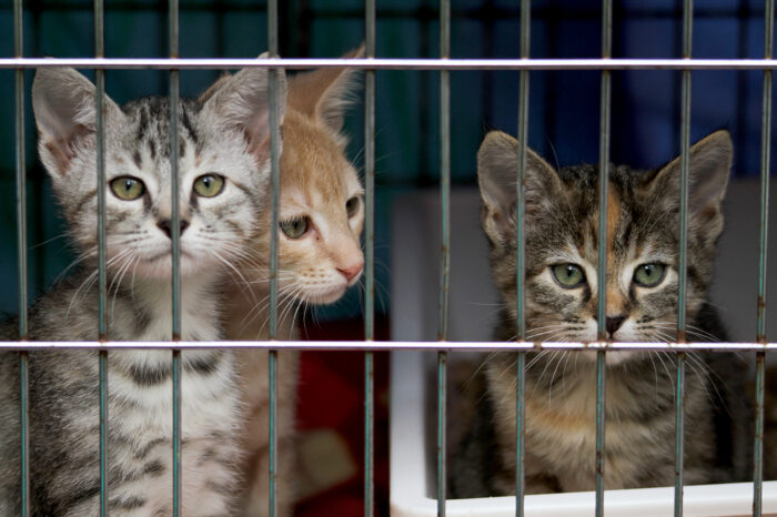 Tierquälerei: 24 Katzen wegen schlechter Haltung aus Wohnung befreit