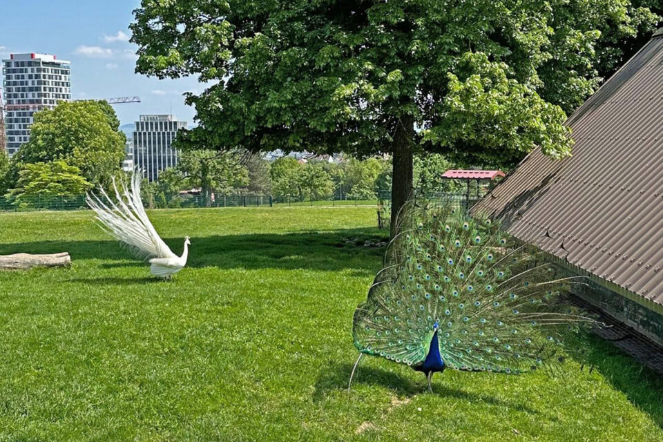 Die beiden Pfauenhähne dabei zu erwischen, wie sie gleichzeitig ein Rad schlagen, zählt als seltener Volltreffer für Gäste auf dem Killesberg. (Foto: Siri Gögelmann, Alle Rechte: LHS)