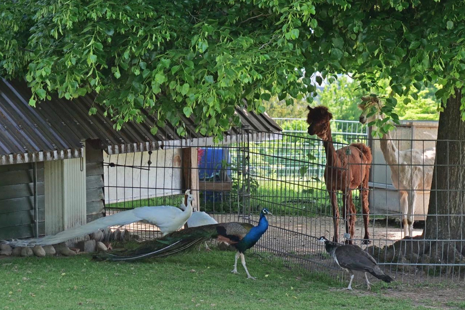 Die beiden neuen Pfauenpaare, eines bunt - eines weis, wurden von ihren Nachbarn, den Alpakas, auf dem Killesberg neugierig empfangen. (Foto: Harald Knitter, Alle Rechte: LHS)