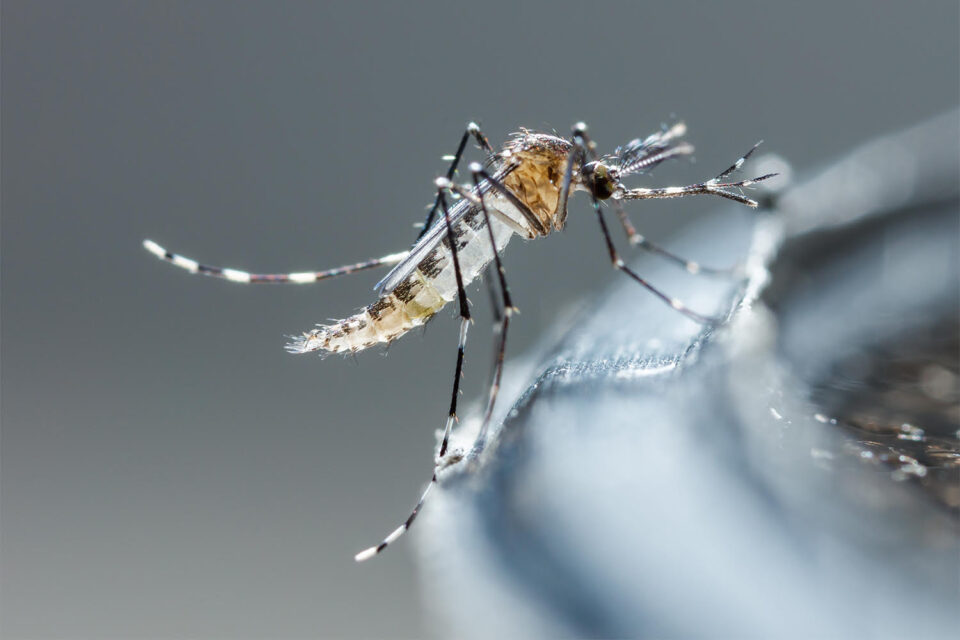 Tigermücke (Foto: Adobe Stock)