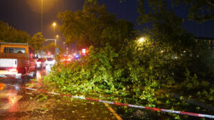 Zahlreiche Bäume sind verteilt durch die Stadtbezirke umgestürzt.