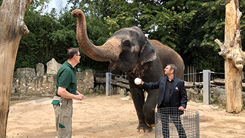 Die Elefantenkuh Zella tippt die WM 2018. (Foto: STUGGI.TV)