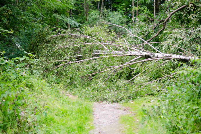Unwetter-Folgen in Stuttgart: Stadt warnt vor Waldspaziergängen