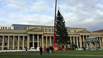 Oh Tannenbaum: Erste Weihnachtsgefühle auf dem Schlossplatz
