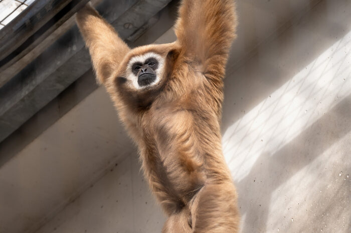 Gibbons verlassen die Wilhelma