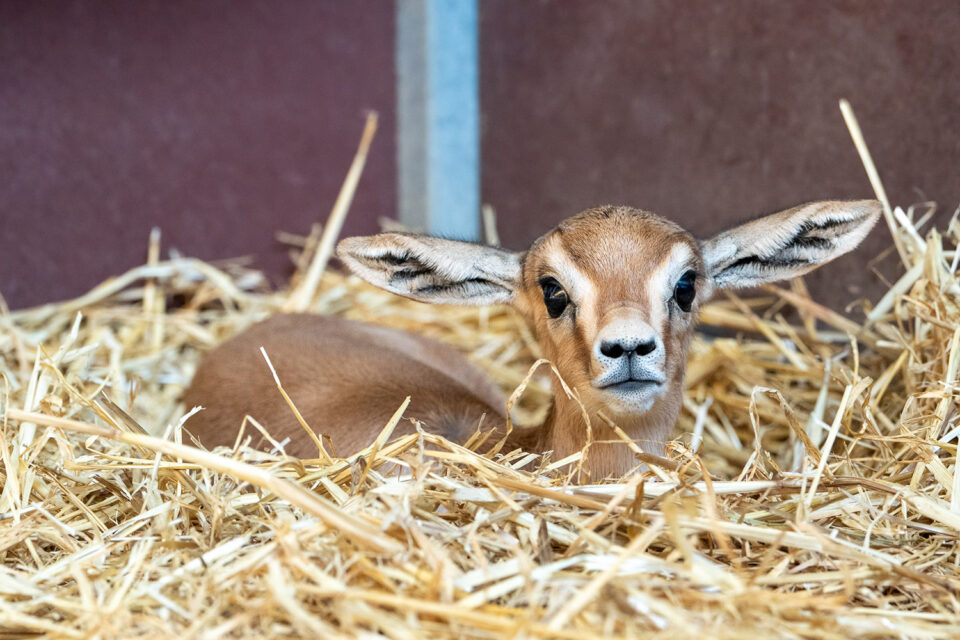 Die ersten Lebenswochen verbringt der Dorcasjungtier Peach versteckt im Stroh des warmen Stallgebäudes (Foto: Wilhelma Stuttgart)