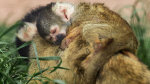 Nach ausgiebigem Toben und Klettern schläft das kleine Äffchen auf dem Rücken der Mama ein. (Foto: Jana Müller)