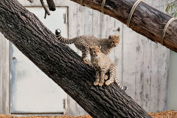 Fotogalerie: Nachwuchs in der Wilhelma - Fünf Geparden üben das Klettern