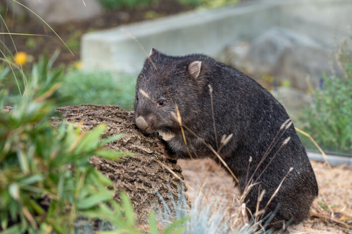 Tierische Sensation in der Wilhelma