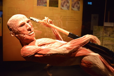 Körperwelten (Fotos: Kleine-besten/STUGGI.TV)