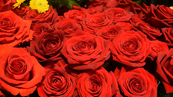 Was steckt hinter dem Valentinstag? Foto: Ianne/STUGGI.TV